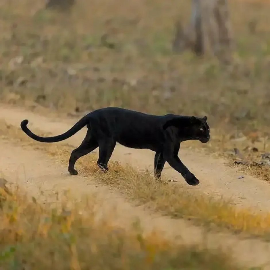 Аутбек пантера