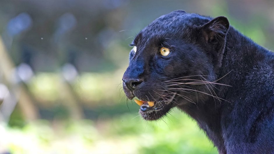 Большая кошка похожая на пантеру