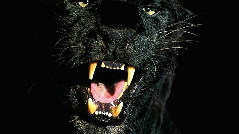 Оскал пантеры для обоев на телефон