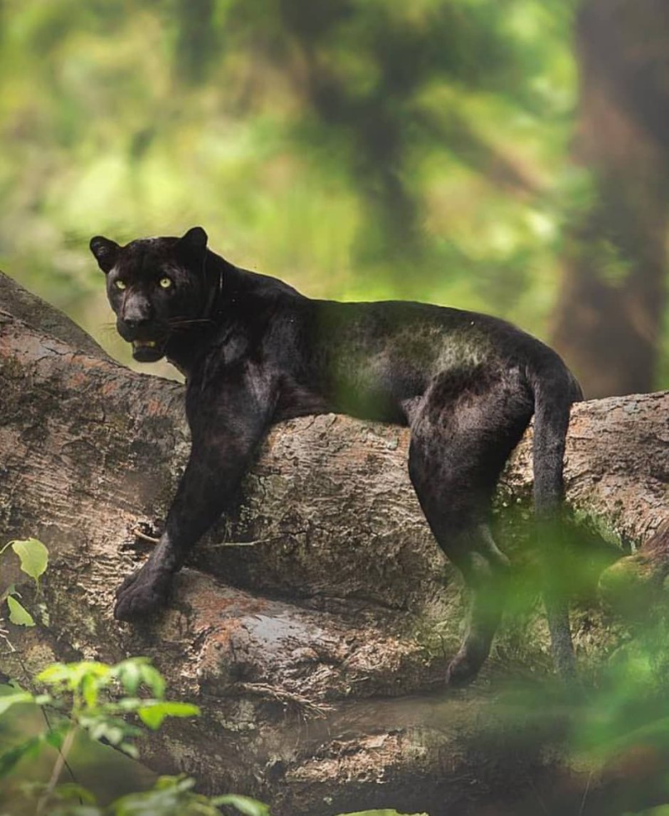 Пантера в тайге