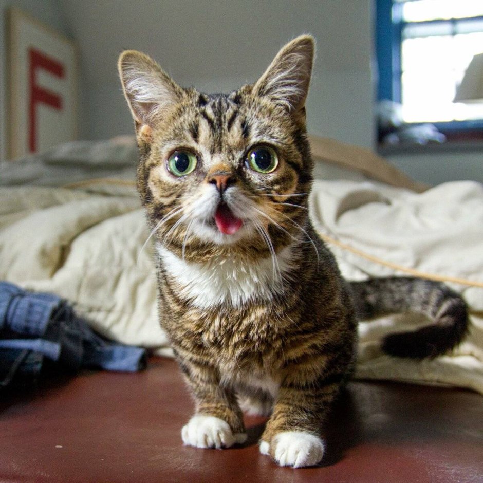 Маленькие коты с короткими лапками