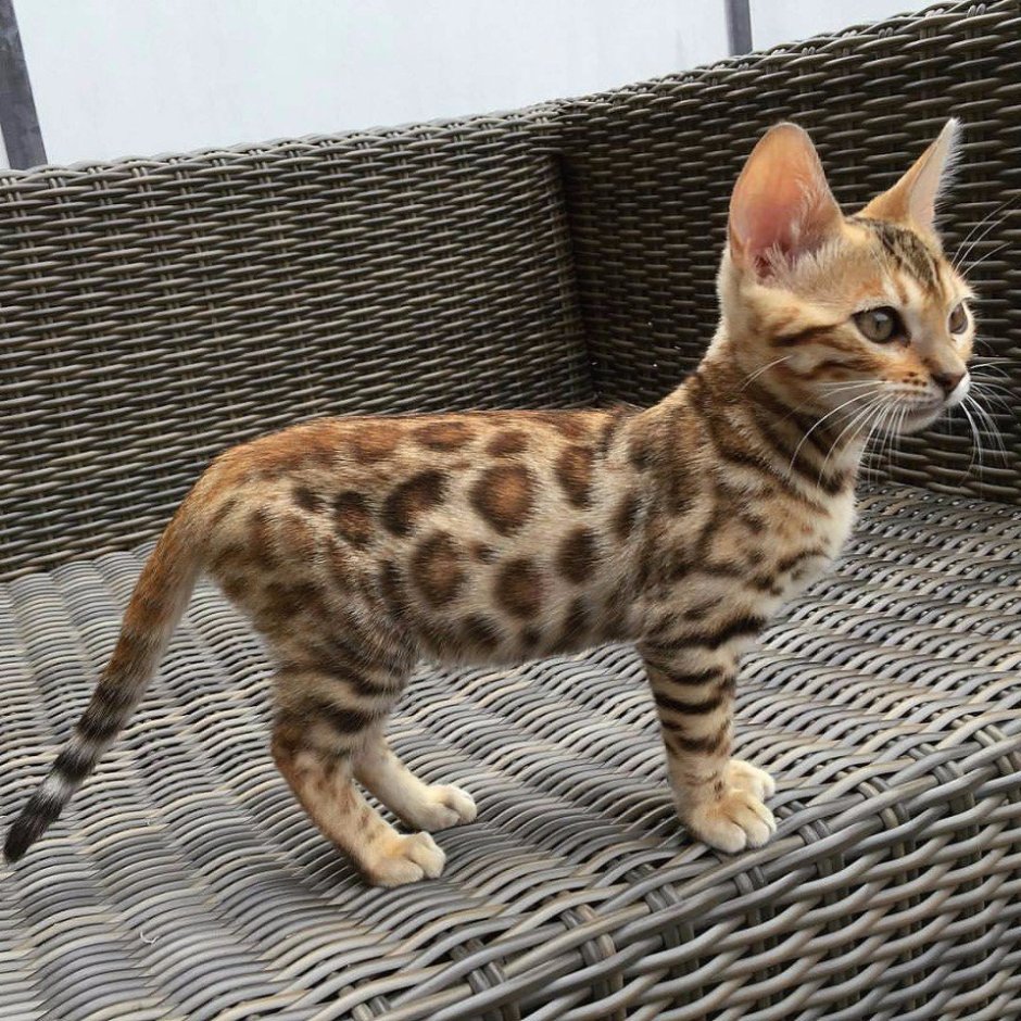 Кошка пятнистая Бенгальская