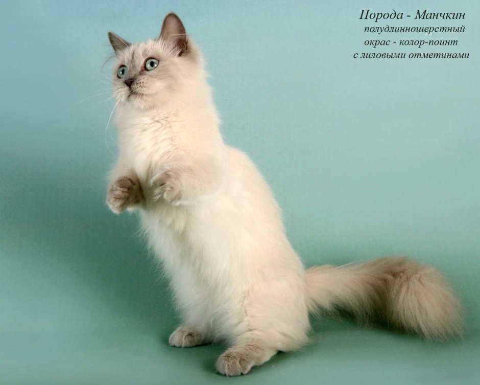 Манчкин щит