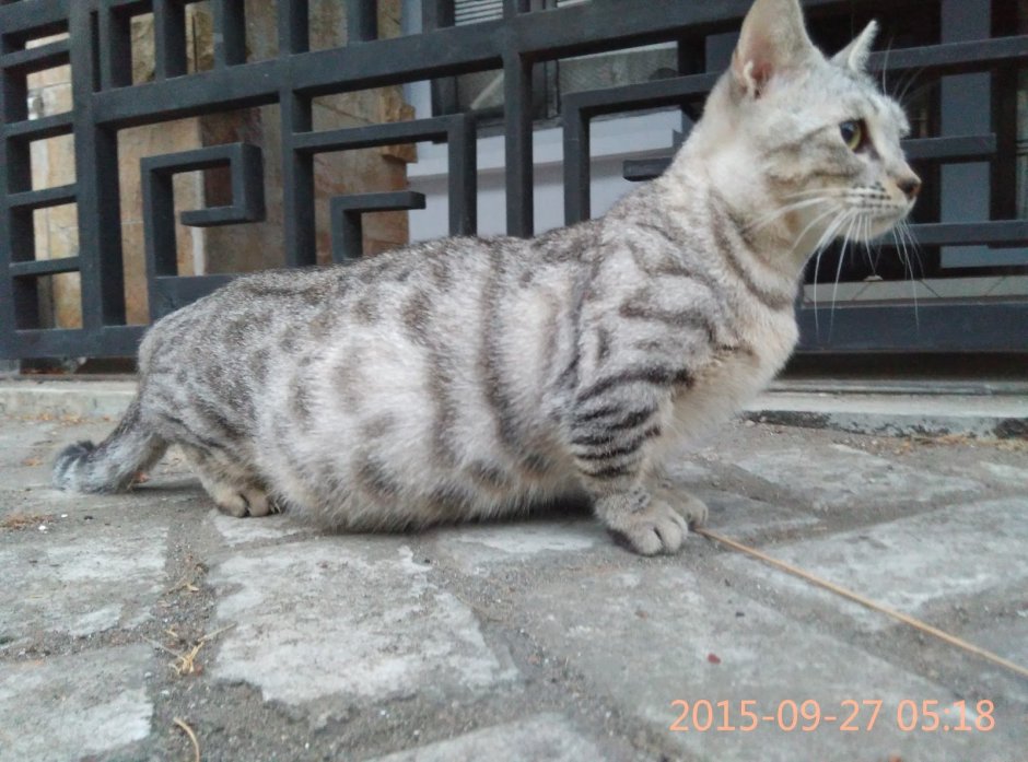 Манчкин кошка