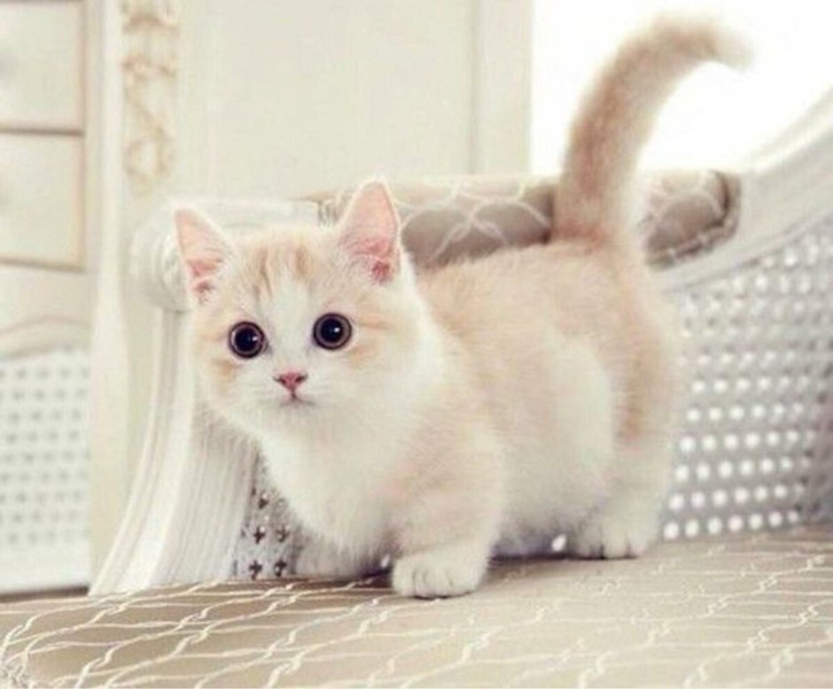 Коты Манчкин