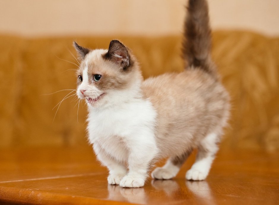 Котенок Манчкин карликовый