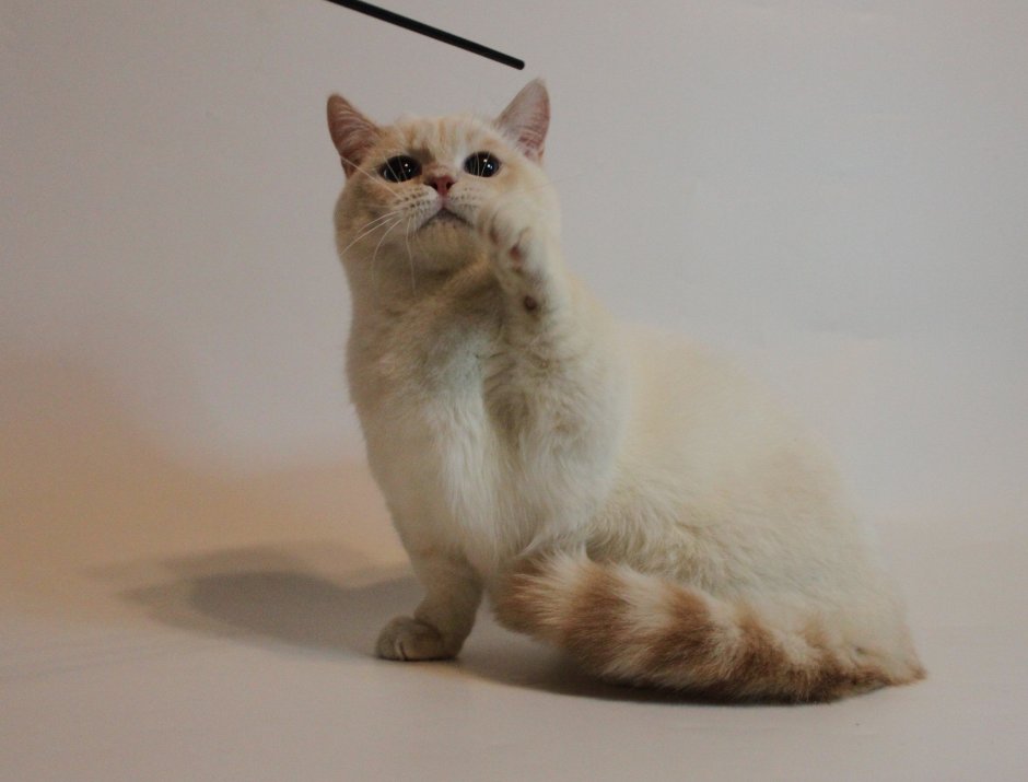 Коты Манчкин