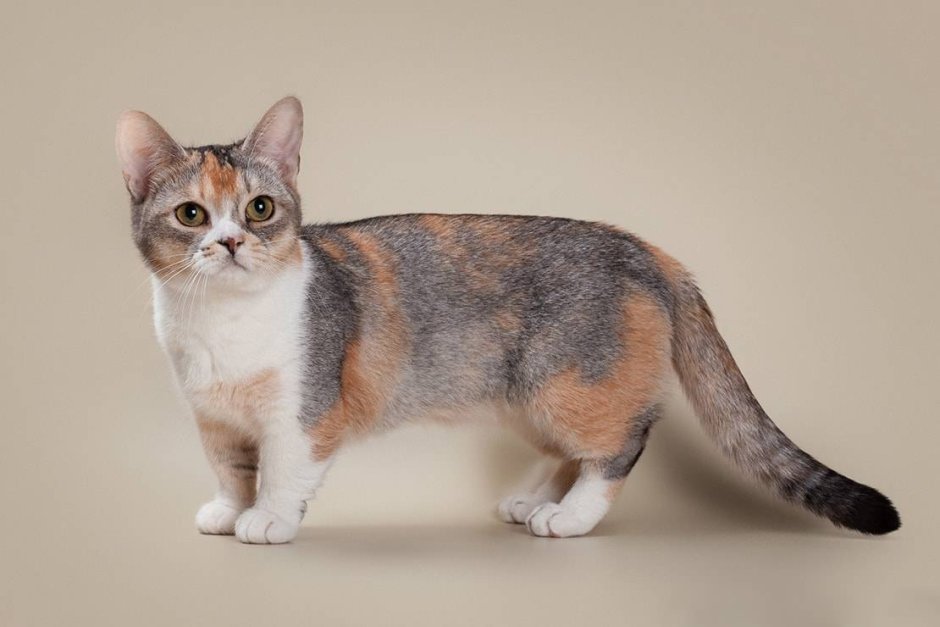 Кошки сфинксы Бамбино