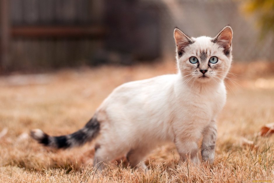Мемы с котятами