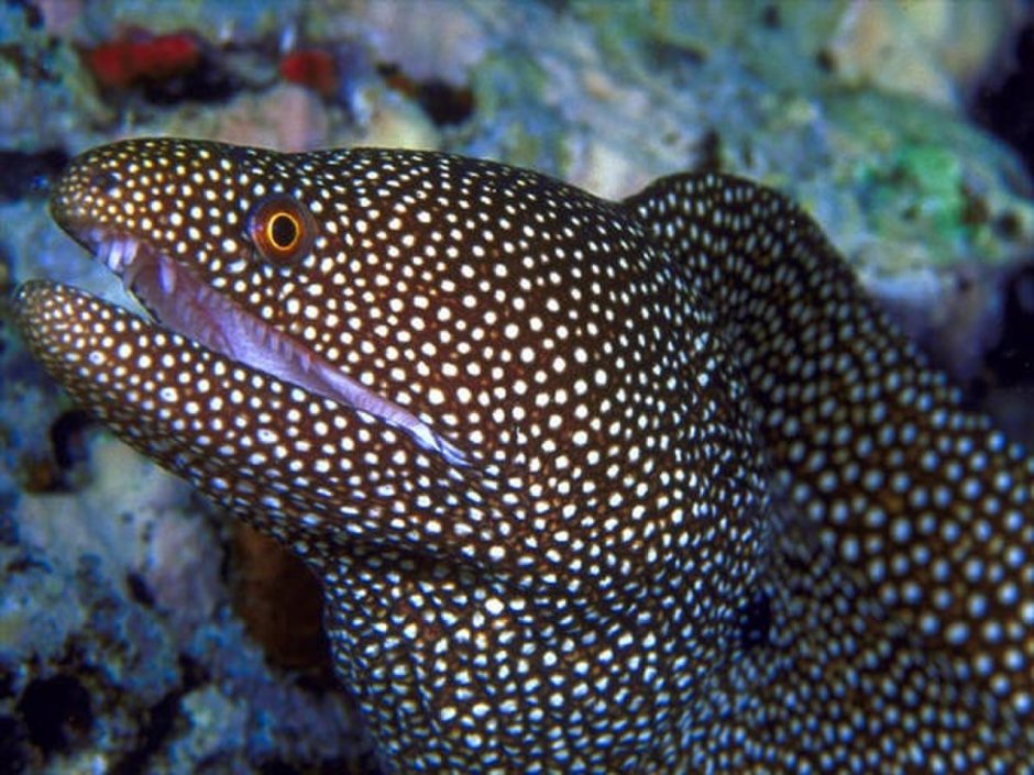 Muraena melanotis