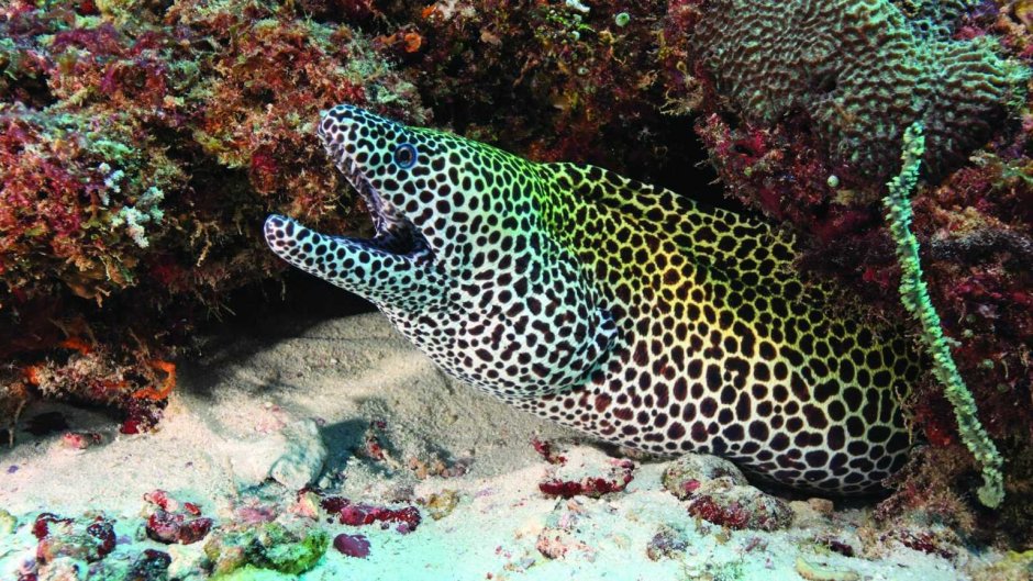 Gymnothorax favagineus / леопардовая мурена
