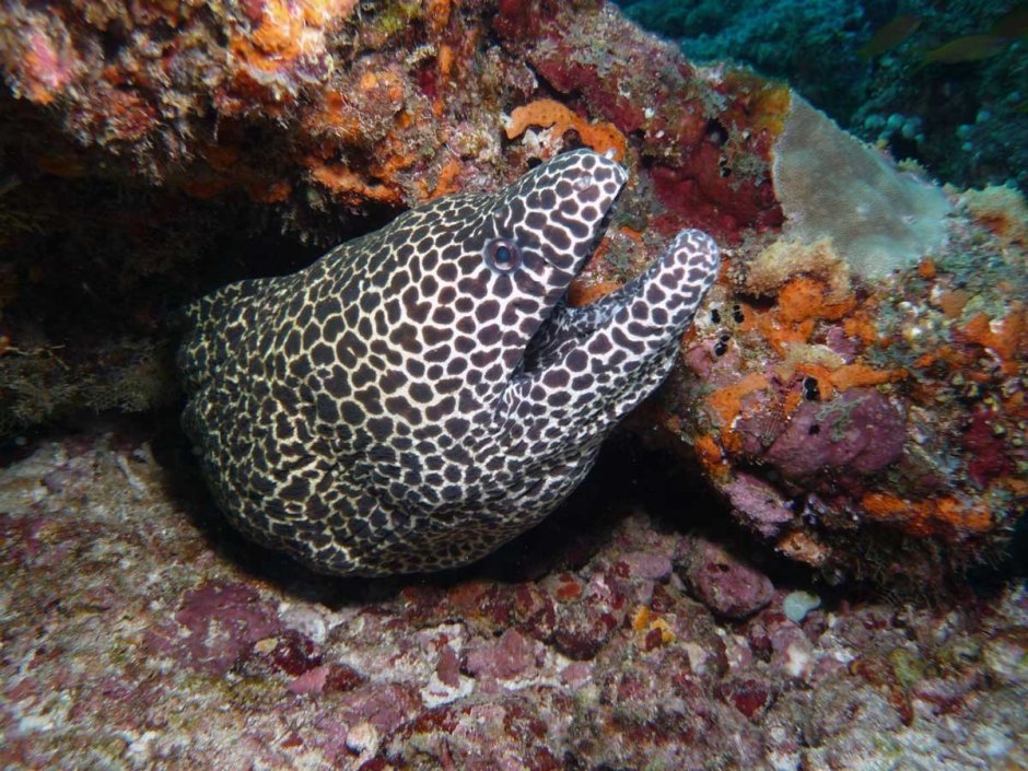 Honeycomb Moray