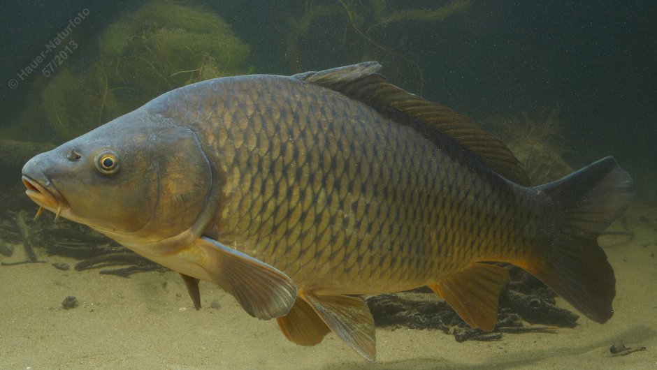 Карп обыкновенный – Cyprinus Carpio