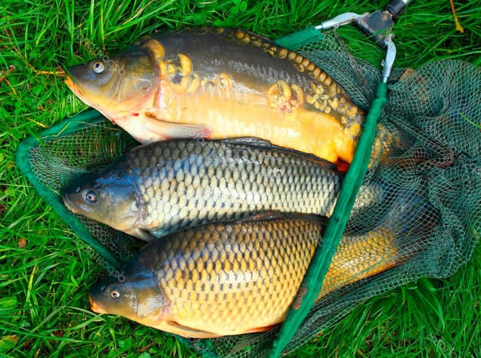 Карп (Cyprinus Carpio)