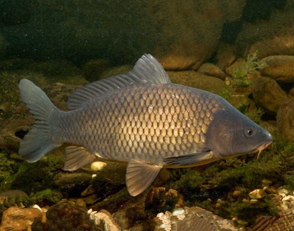 Карась обыкновенный Carassius Carassius