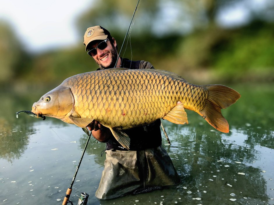 Карп (Cyprinus Carpio)