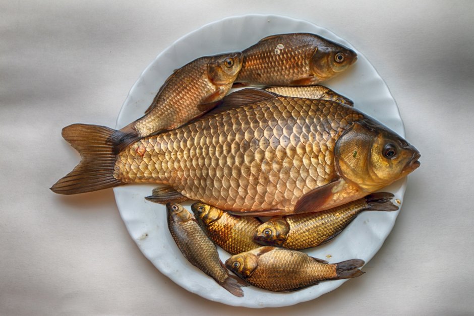 Карась обыкновенный Carassius Carassius