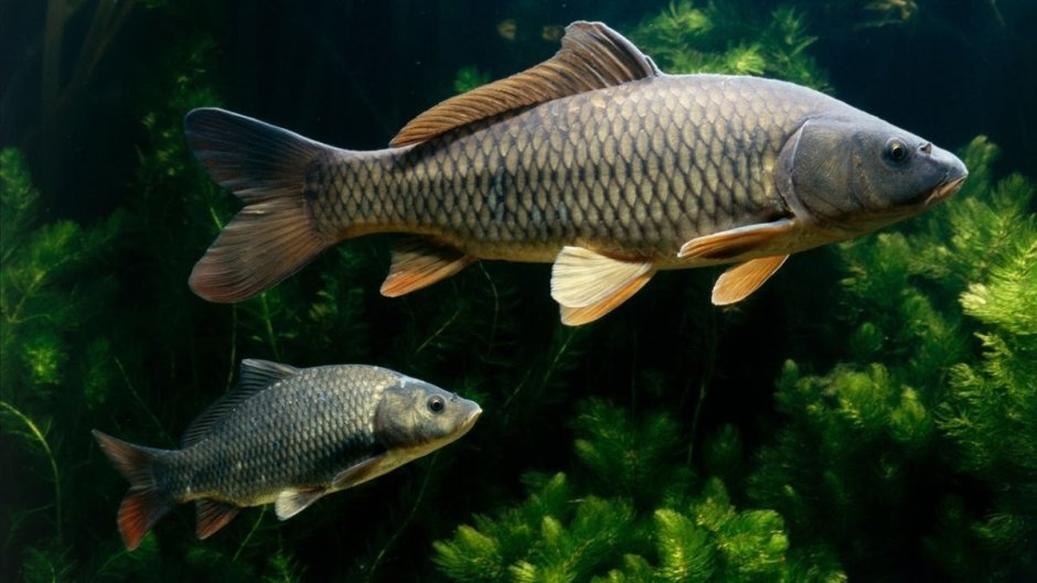 Сазан (Cyprinus Carpio)