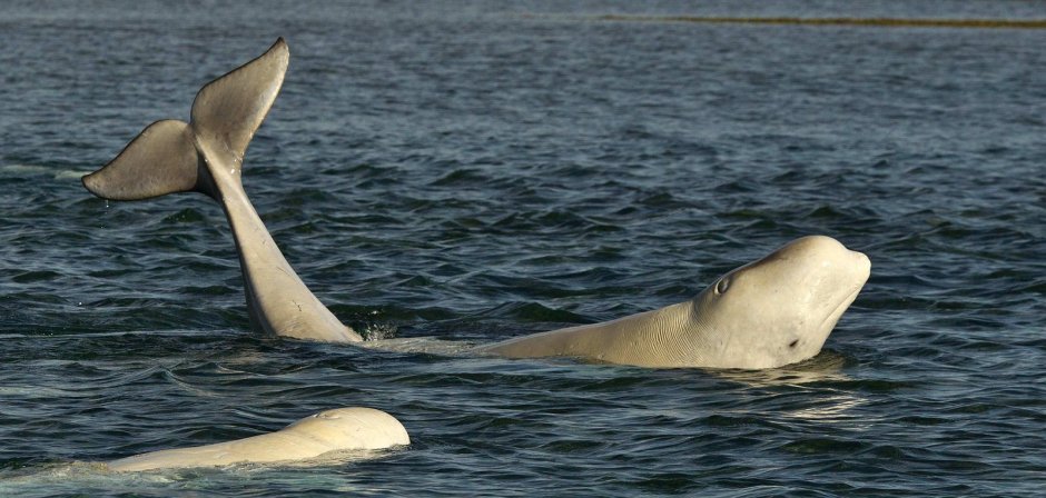 Белуха в белом море