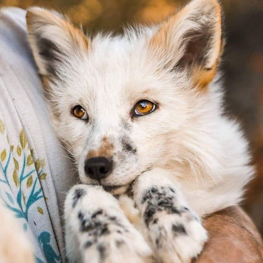 Бакурианская лиса