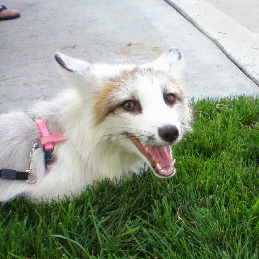 Кросс Фокс Лис