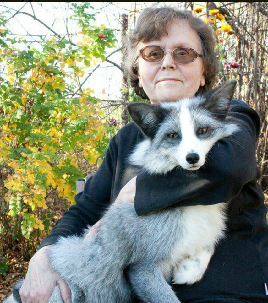 Непоседливая лисица Сэнко-Сан