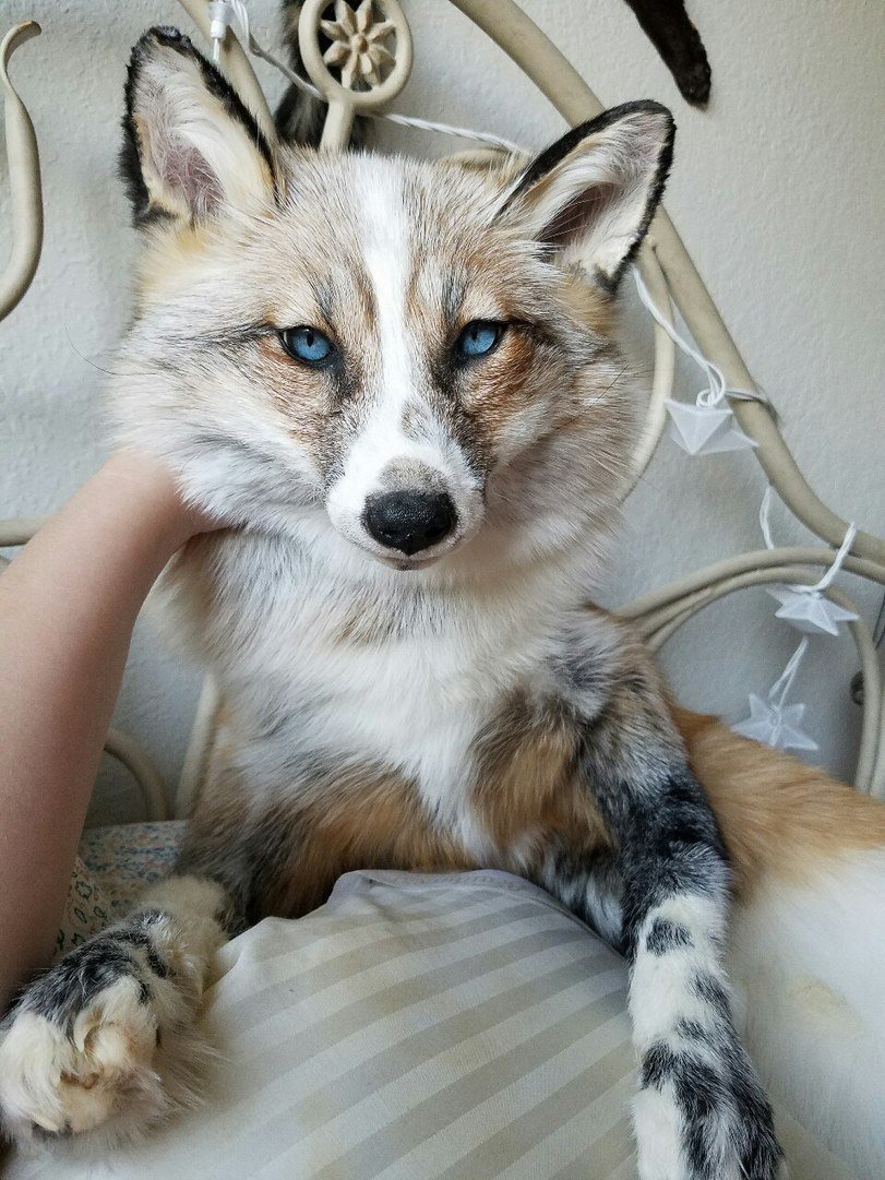 Мраморная лиса (Marble Fox)