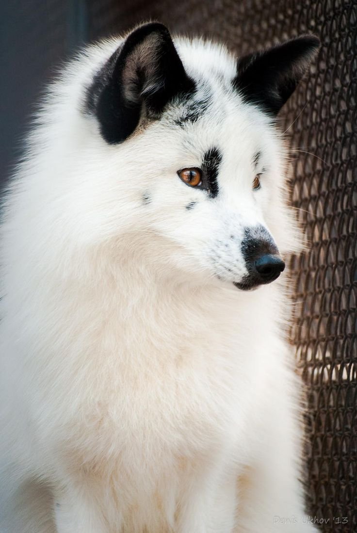 Канадская чернобурая лиса