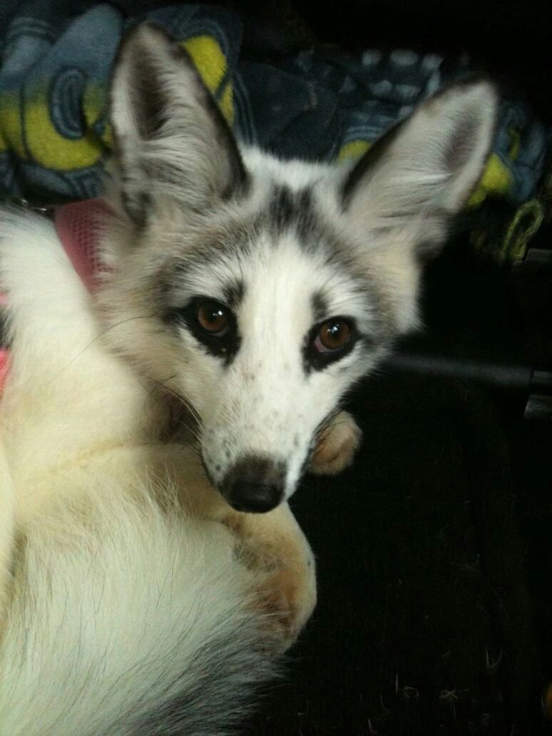 Лиса Сангло/красный мрамор