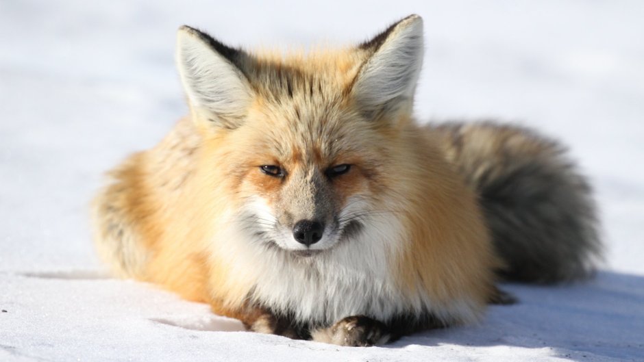 Бакурианская лисица