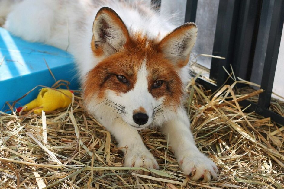 Лиса Сангло/красный мрамор