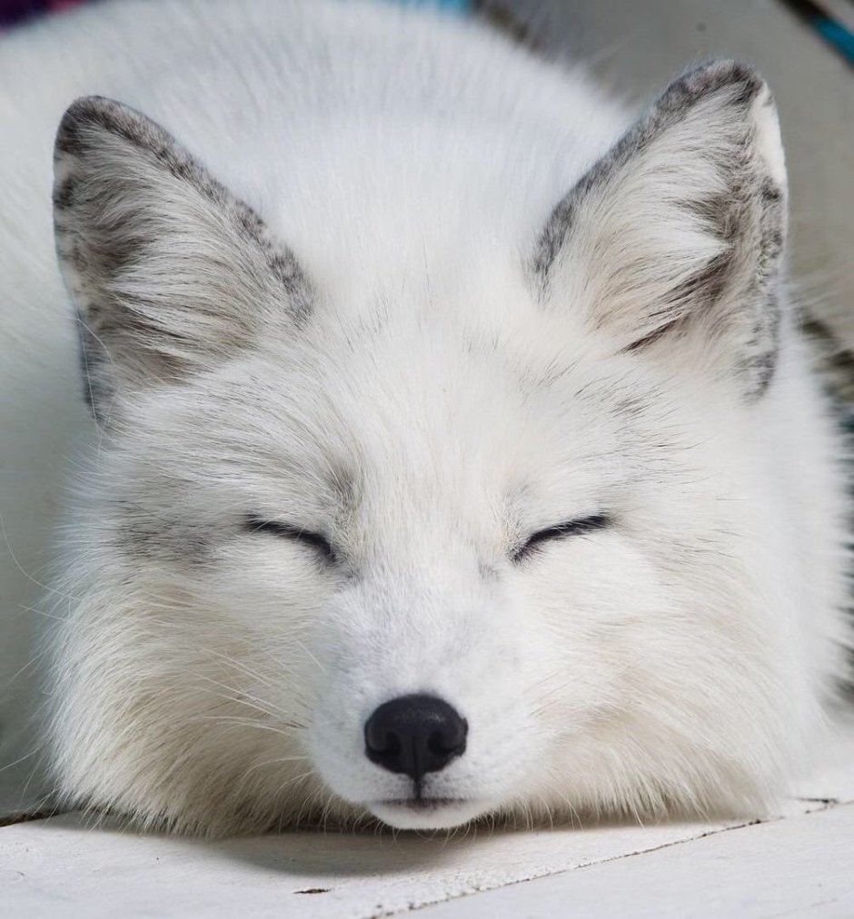 Мраморная лиса (Marble Fox)