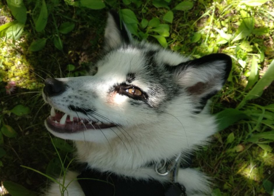 Грузинская лиса