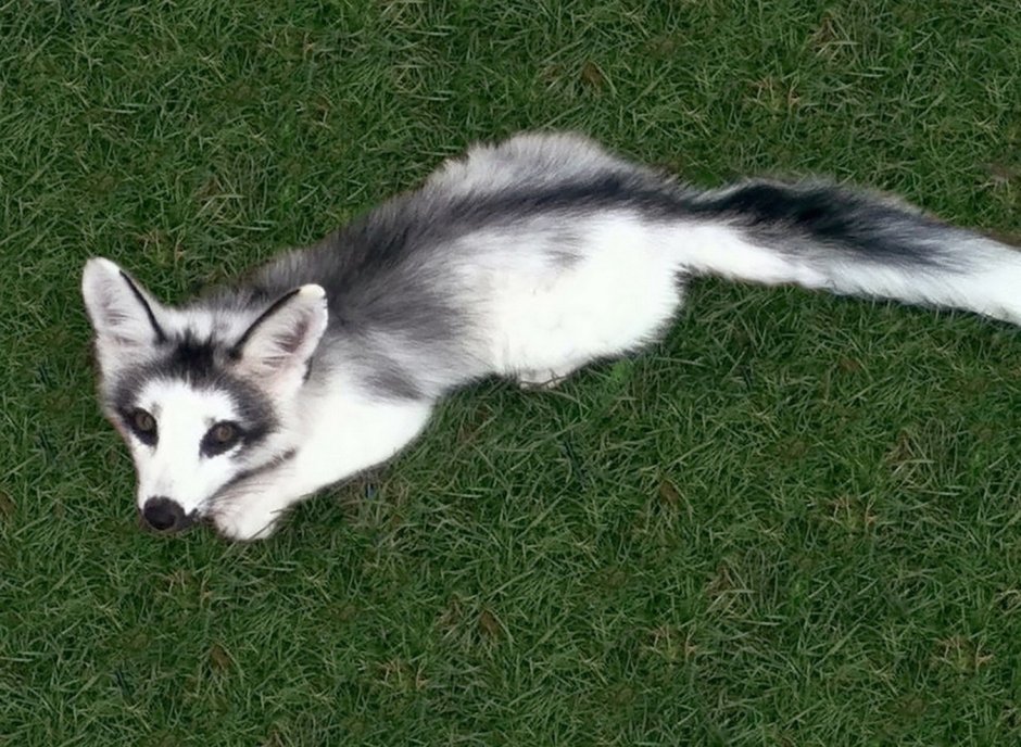 Канадский мраморный Лис