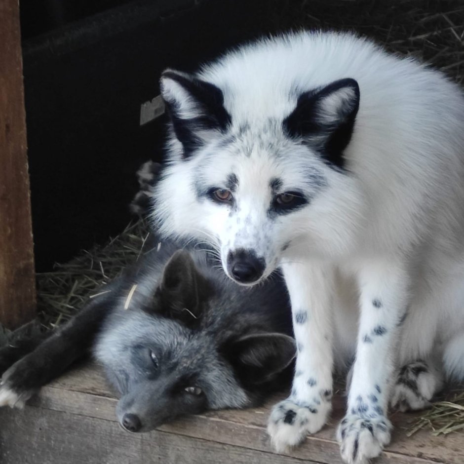 Мраморная крестовка лиса