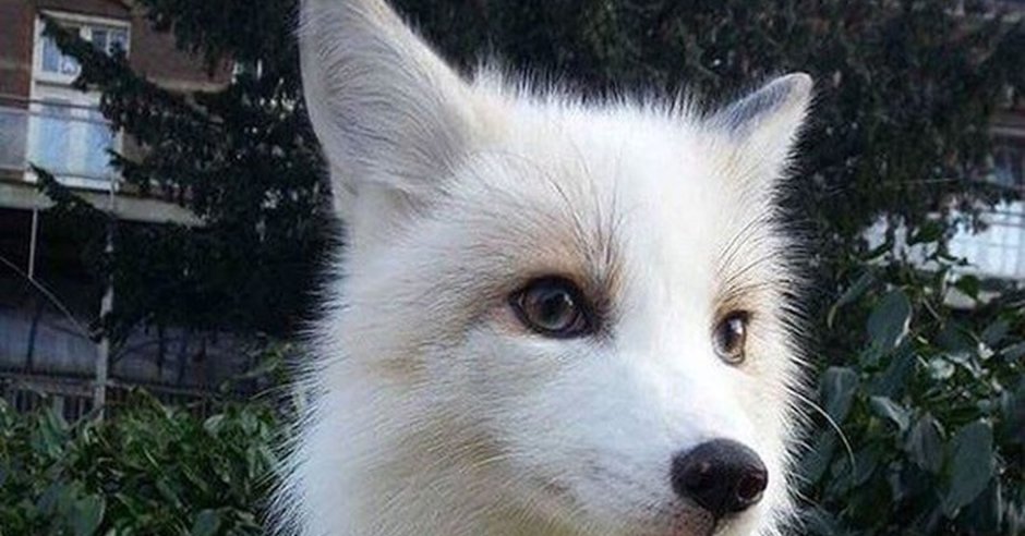Белая лиса домашняя