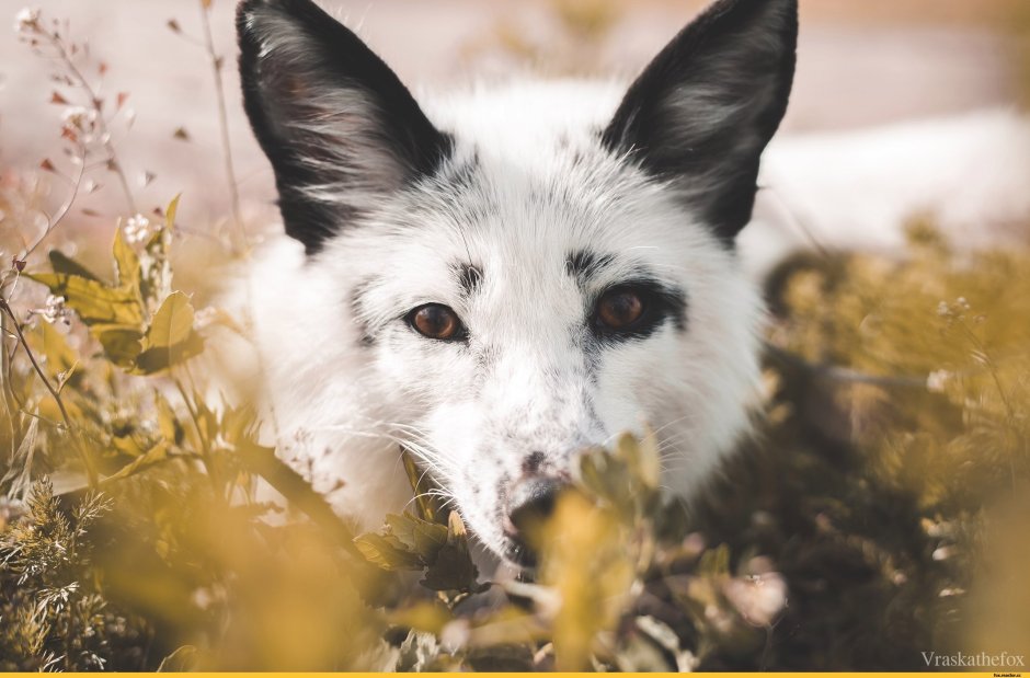 Лиса белая с черным