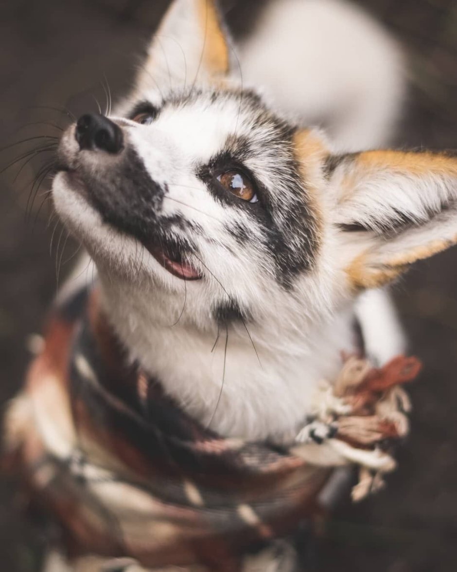 Бакурианская лиса