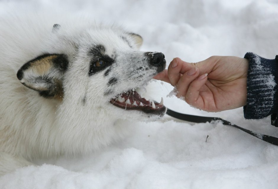 Домашняя лиса