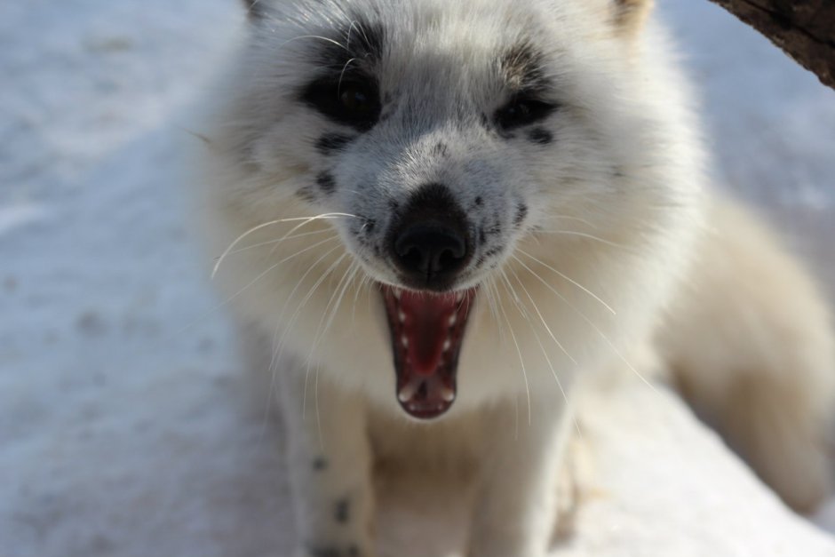 Бакурианская лисица