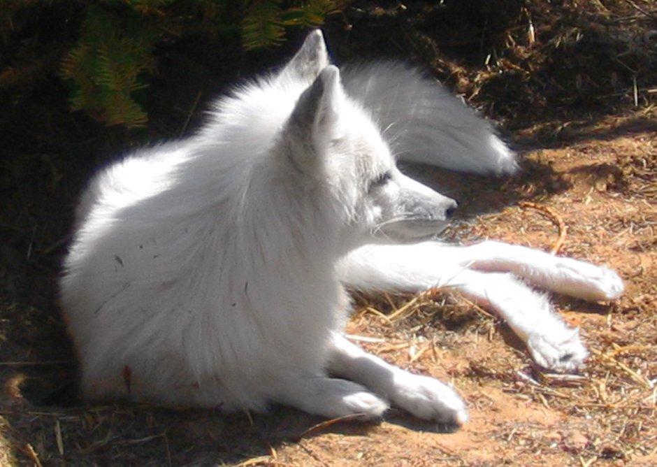 Песец гетерохромия
