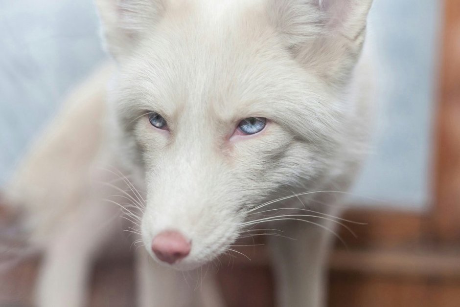 Песец зверек коричневый