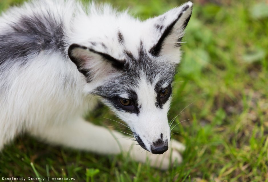 Грузинская Снежная лиса