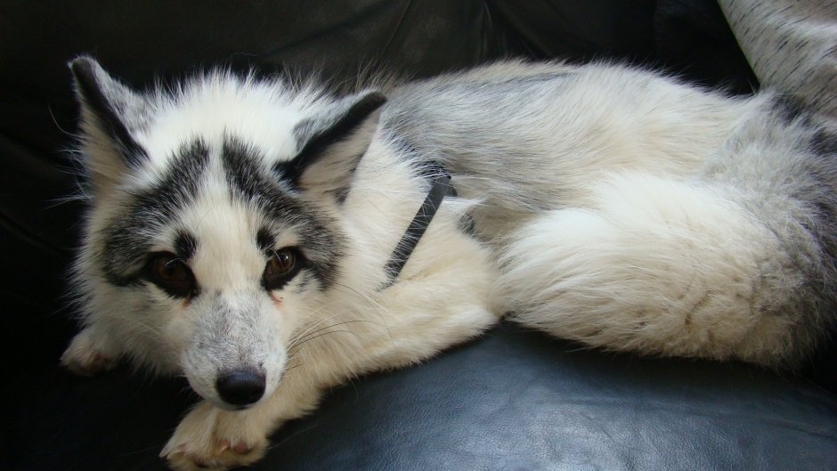 Канадская мраморная лисица