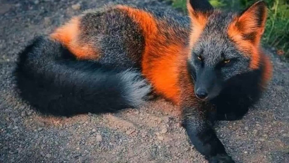 Лиса Сангло/красный мрамор