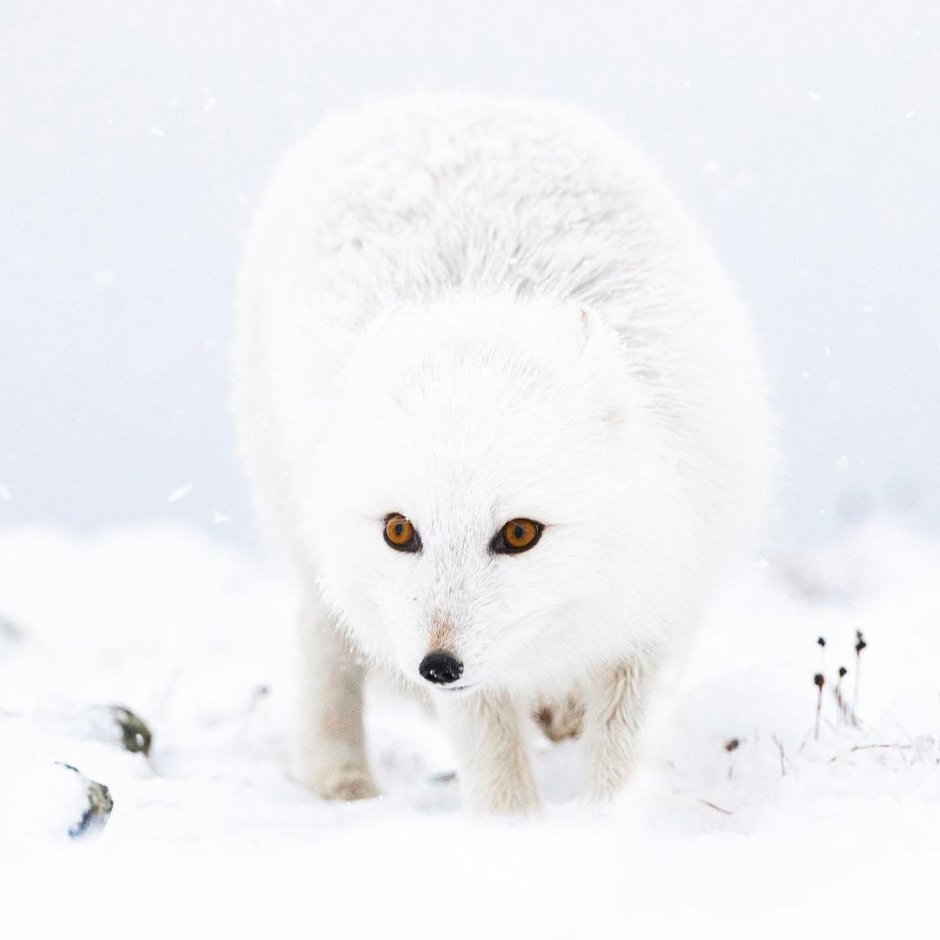 Домашний белый Лисенок