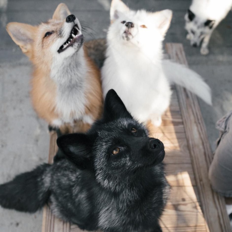 Олимп контактный зоопарк Геленджик