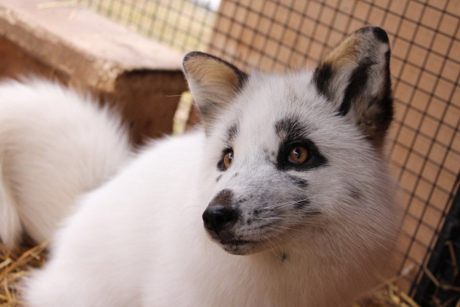 Лиса Жемчужная крестовка