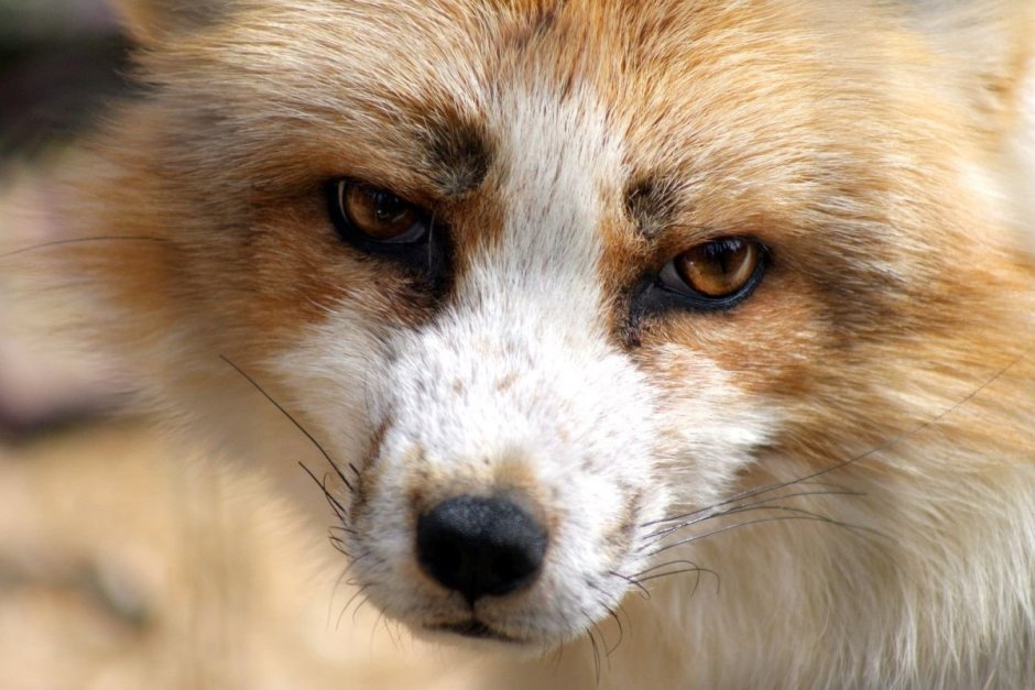 Бакурианская лисица