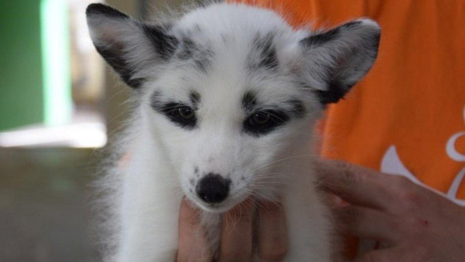 Лиса Жемчужная крестовка